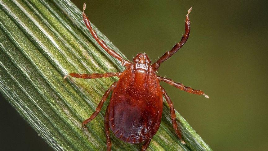 Kansas health, agriculture officials warn about presence of invasive Asian longhorned tick